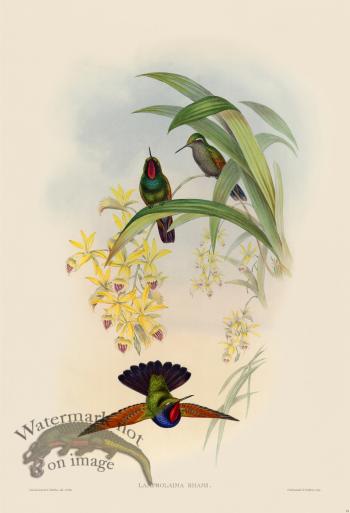 Gould Hummingbird 061